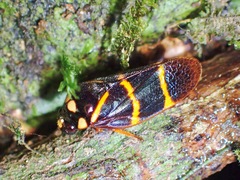 Trichoscarta octonotata