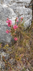 Erica tegulifolia
