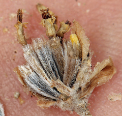 Hymenopappus filifolius nanus