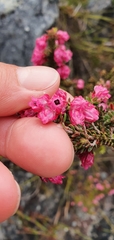 Erica tegulifolia