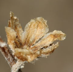 Hymenopappus filifolius nanus