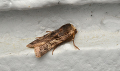 Cerastis enigmatica