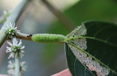 Catopyrops florinda