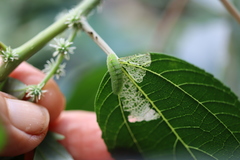 Catopyrops florinda