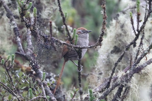 White-chinned Thistletail (Asthenes fuliginosa), photo 7