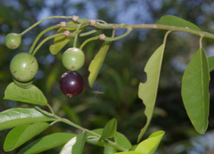 Capparis lucida
