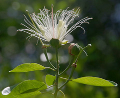 Capparis lucida