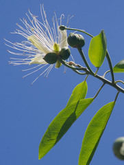 Capparis lucida