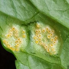 Puccinia violae