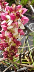 Disa albomagentea