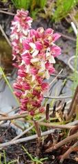 Disa albomagentea