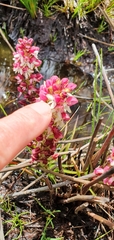 Disa albomagentea