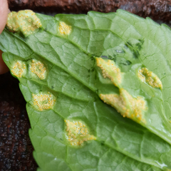 Puccinia violae
