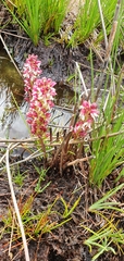 Disa albomagentea
