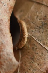 Macrodiplosis qoruca