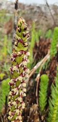 Disa obtusa