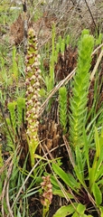 Disa obtusa