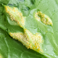 Puccinia violae