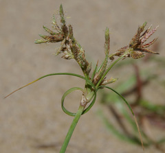 Cyperus bulbosus
