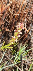 Disa obtusa