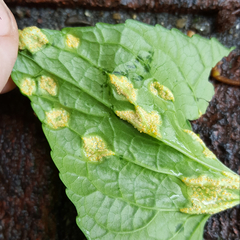 Puccinia violae