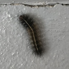 Ardices curvata