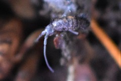 Pogonognathellus dubius