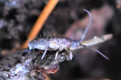 Pogonognathellus dubius