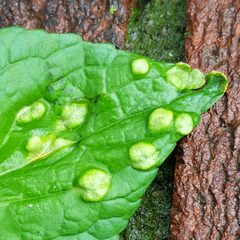 Puccinia violae