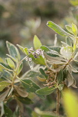 Eriodictyon crassifolium