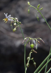 Dianella rara