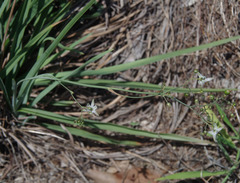 Dianella rara
