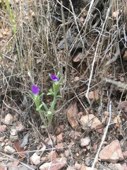 Githopsis specularioides