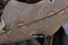 Macrodiplosis qoruca