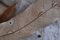 Macrodiplosis qoruca