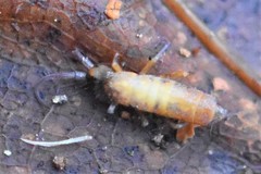 Pogonognathellus longicornis