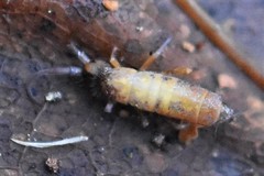 Pogonognathellus longicornis