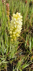 Disa albomagentea