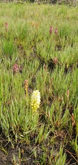 Disa albomagentea
