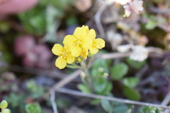 Paysonia lescurii