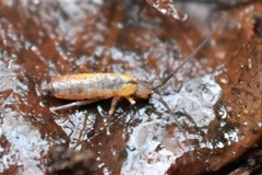 Pogonognathellus longicornis