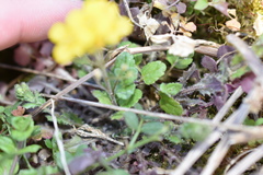 Paysonia lescurii