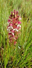 Disa albomagentea