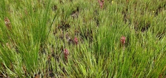 Disa albomagentea