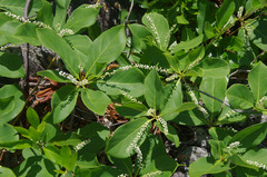 Terminalia muelleri