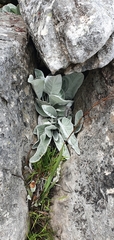 Hermas gigantea