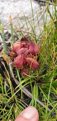 Disa bodkinii