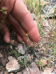 Rigiopappus leptocladus