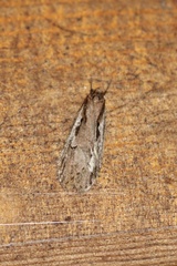 Semioscopis mcdunnoughi