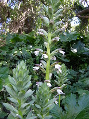 Acanthus mollis